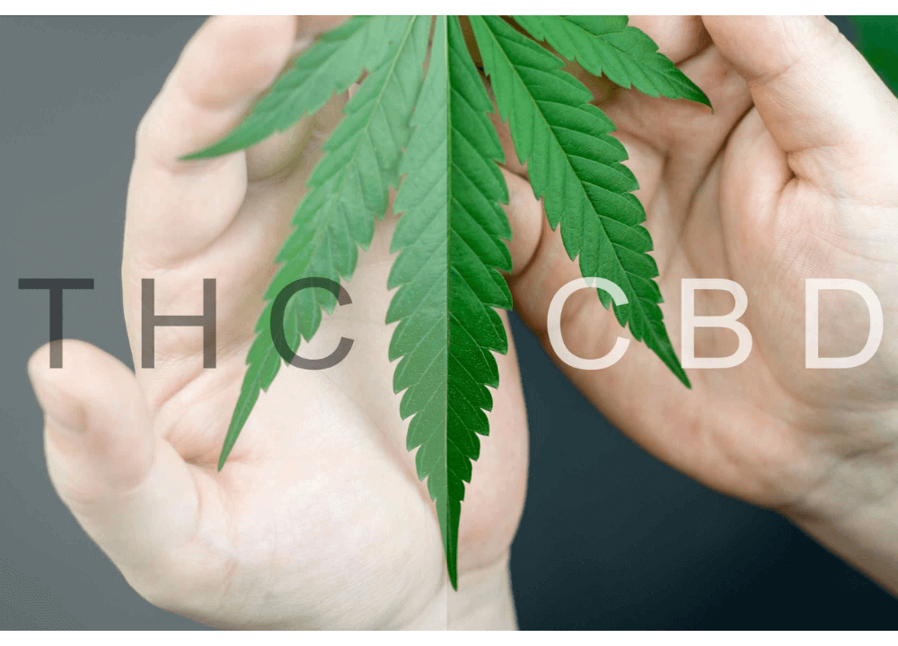 what is the difference between delta 8 THC and CBD