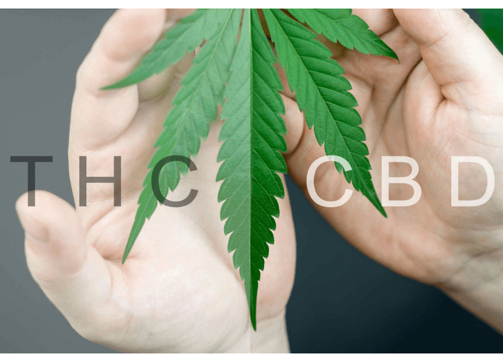 Delta-8 THC Draws Lines Through Hemp and CBD Industries 1 what is the difference between delta 8 THC and CBD