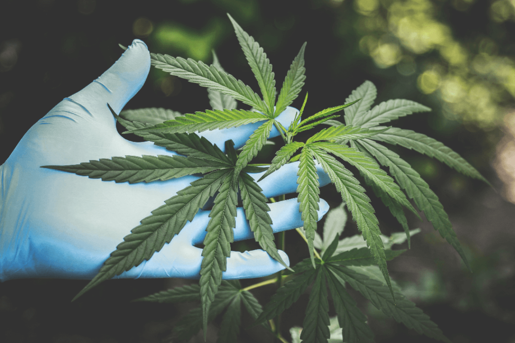 Delta 8 THC and cannabis regulations as of June 28, 2021 2 blog 1 %sepshadesofgreen