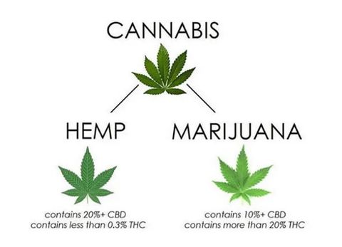 cannabis-vs-hemp
