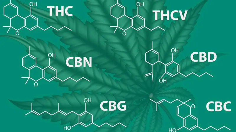 Cannabinoids CBN CBG.jpeg %sepshadesofgreen