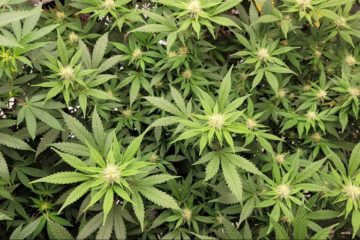 governors support cannabis legalization