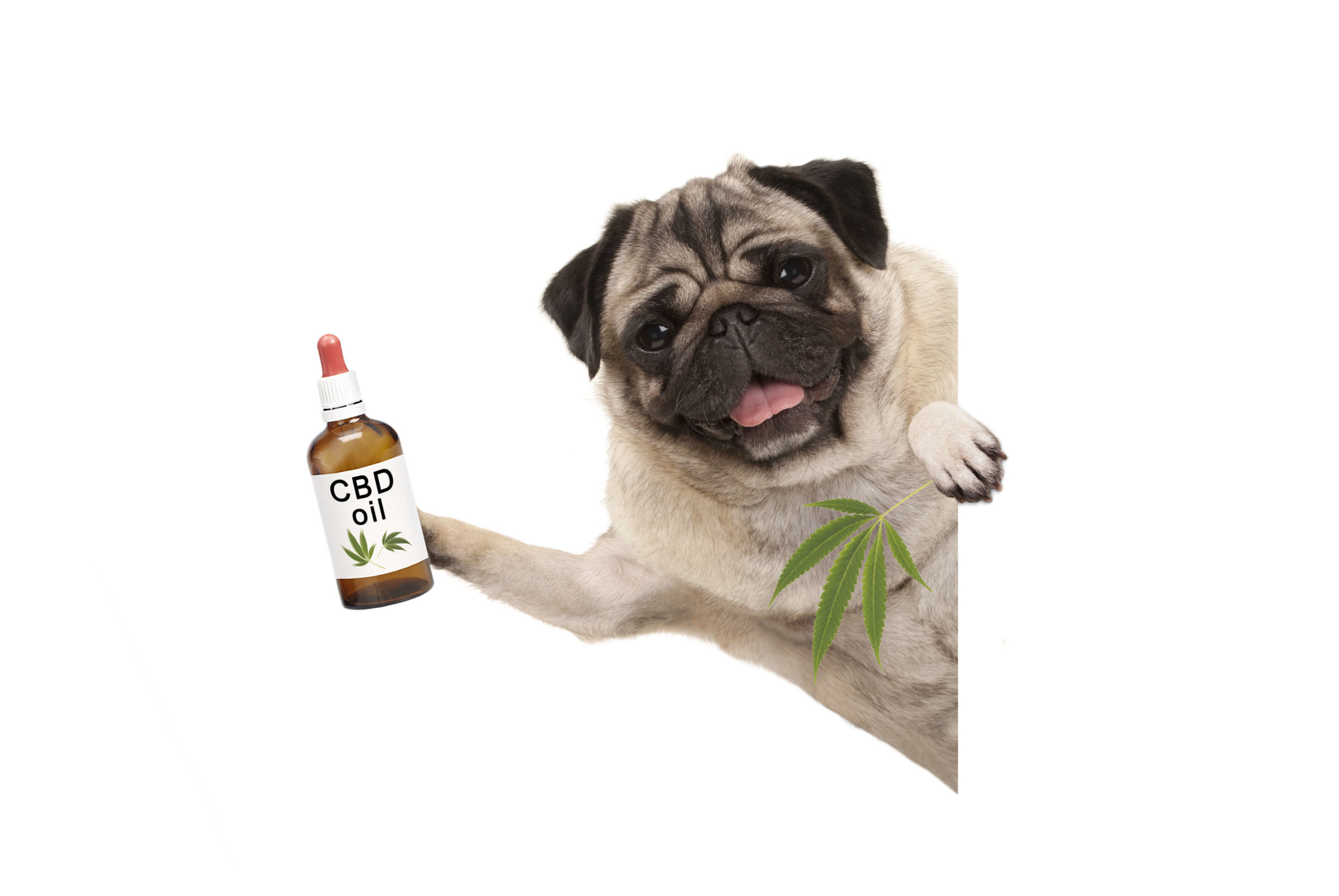 cbd for pets, cbd for cats, cbd pet benefits