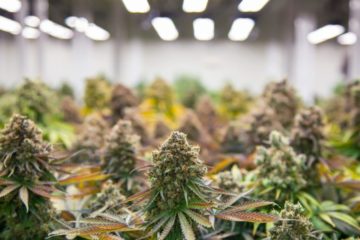 artificial intelligence rise in cannabis cultivation