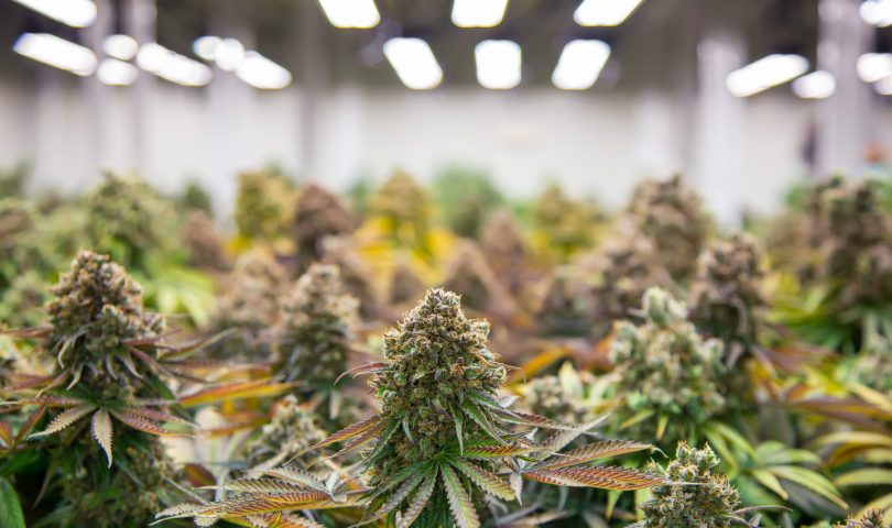 artificial intelligence rise in cannabis cultivation