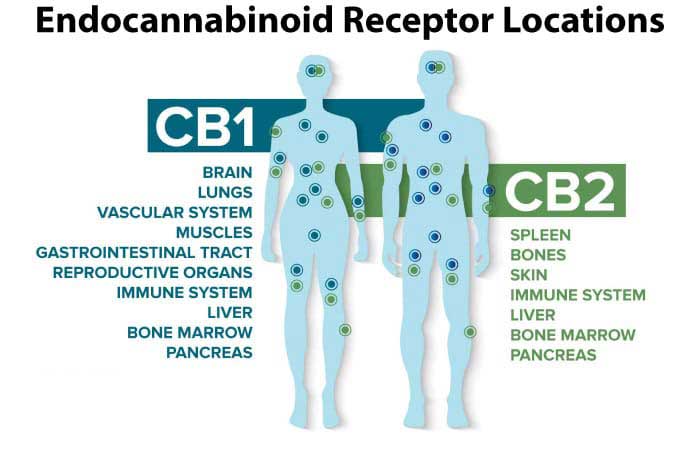 endocannabinoid-system-receptor-locations-1