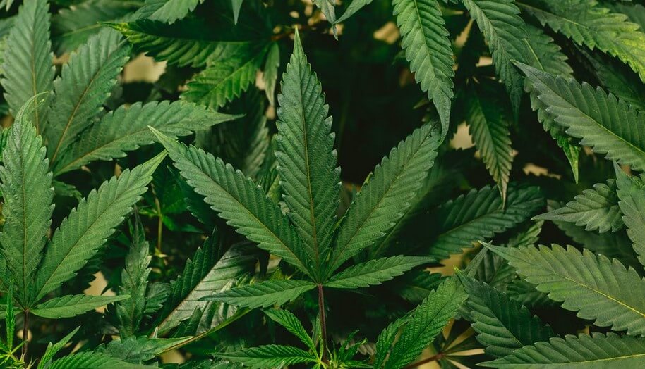 Marijuana Crypto Could Take the Business to the Next Level 1 marijuana crypto