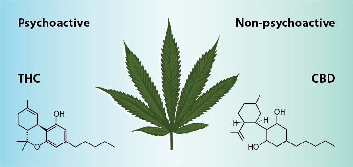 cbd vs thc