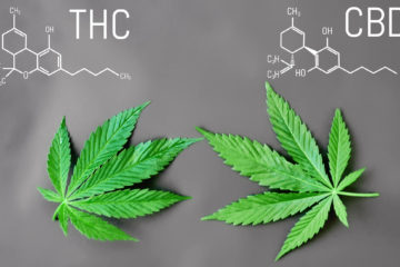 cbd-vs-thc-effects-benefits