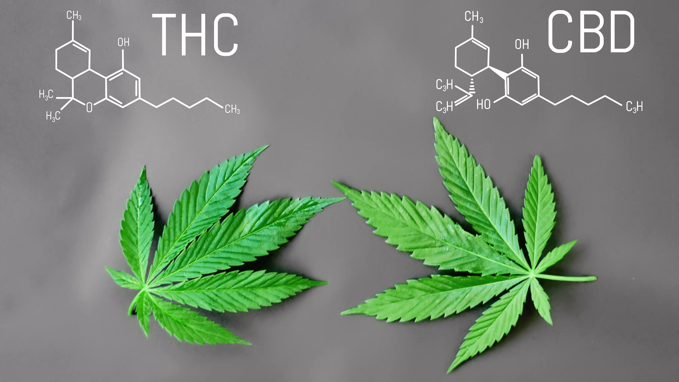 cbd-vs-thc-effects-benefits