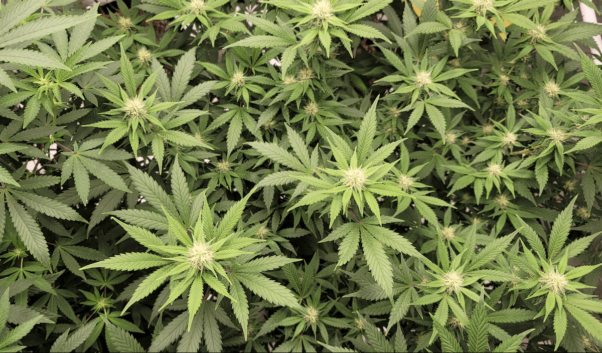 kentucky medical marijuana bill