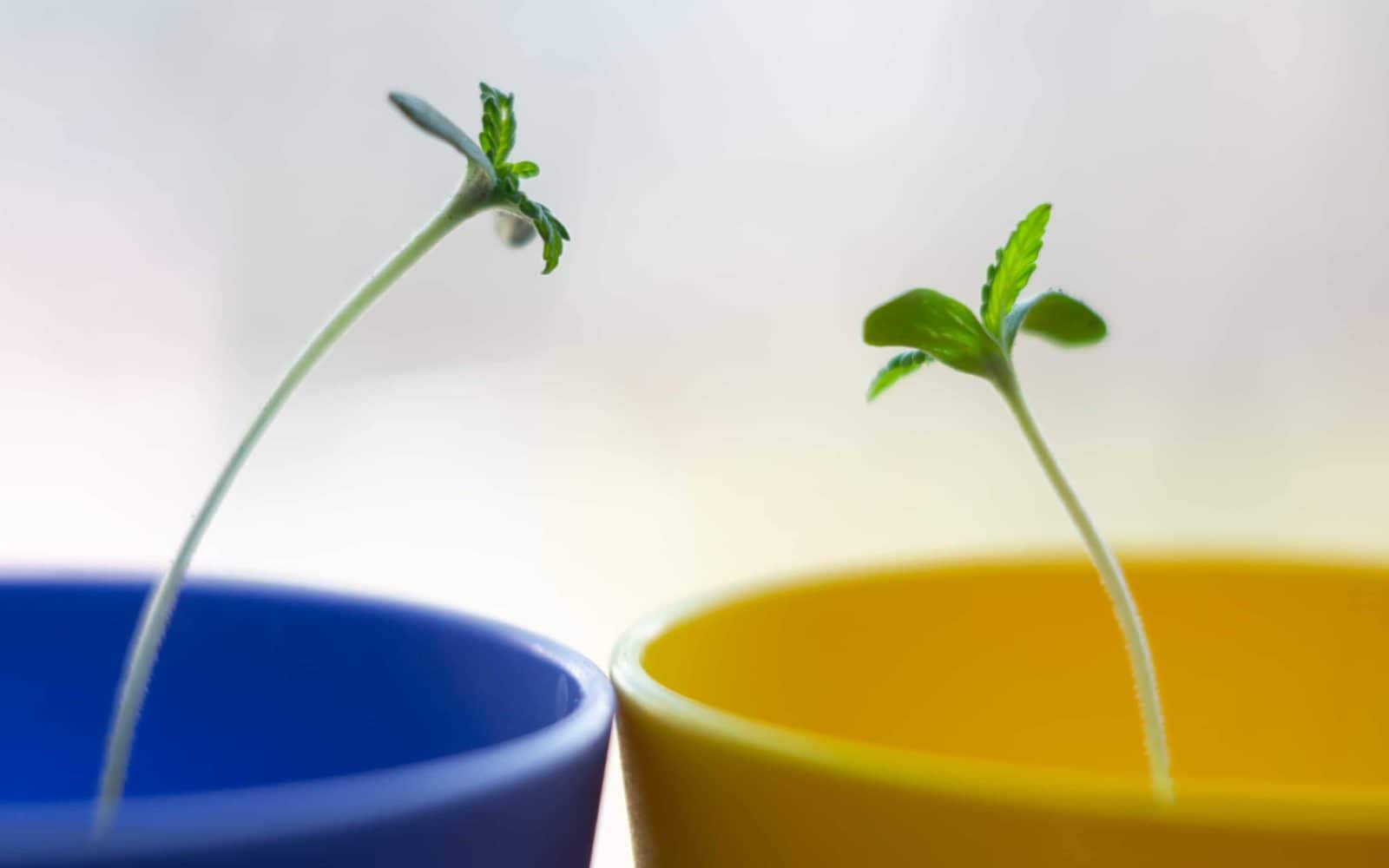 cannabis-clone-seeds