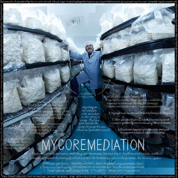 Mushroom Mycelium to Build a Better World 1 50 shades of green mushrooms