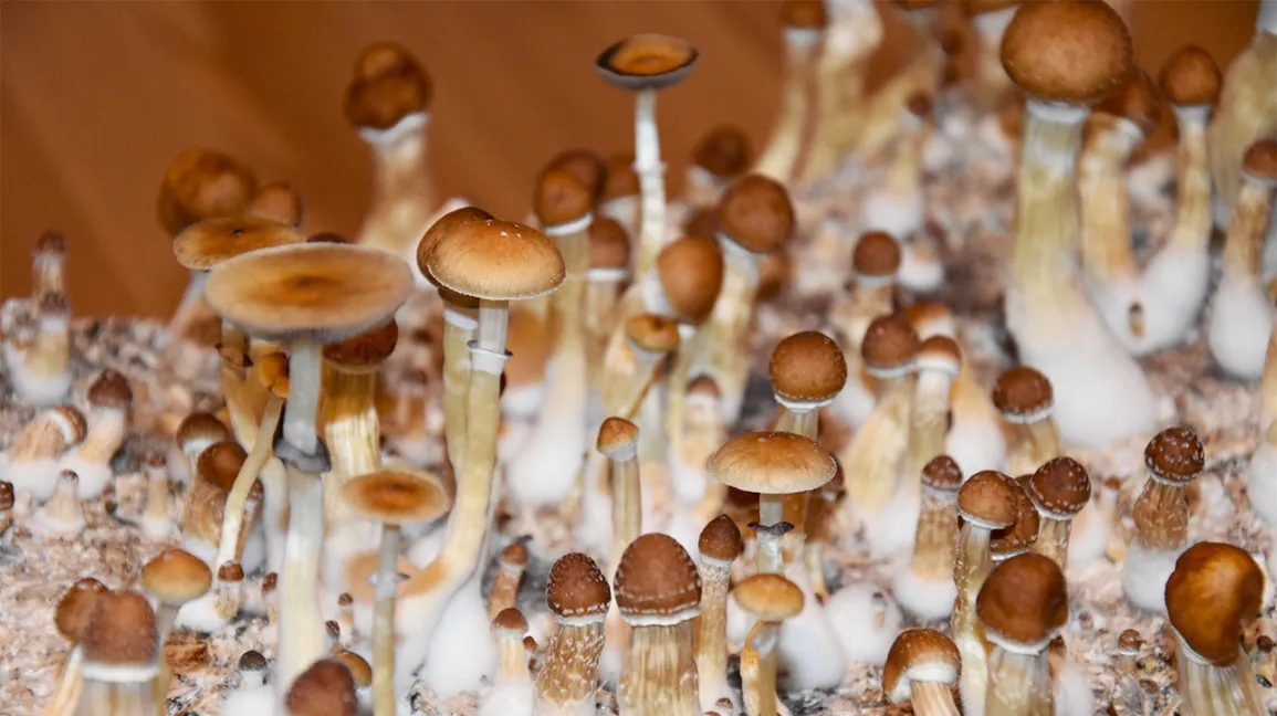 growing-mushrooms-in-maryland