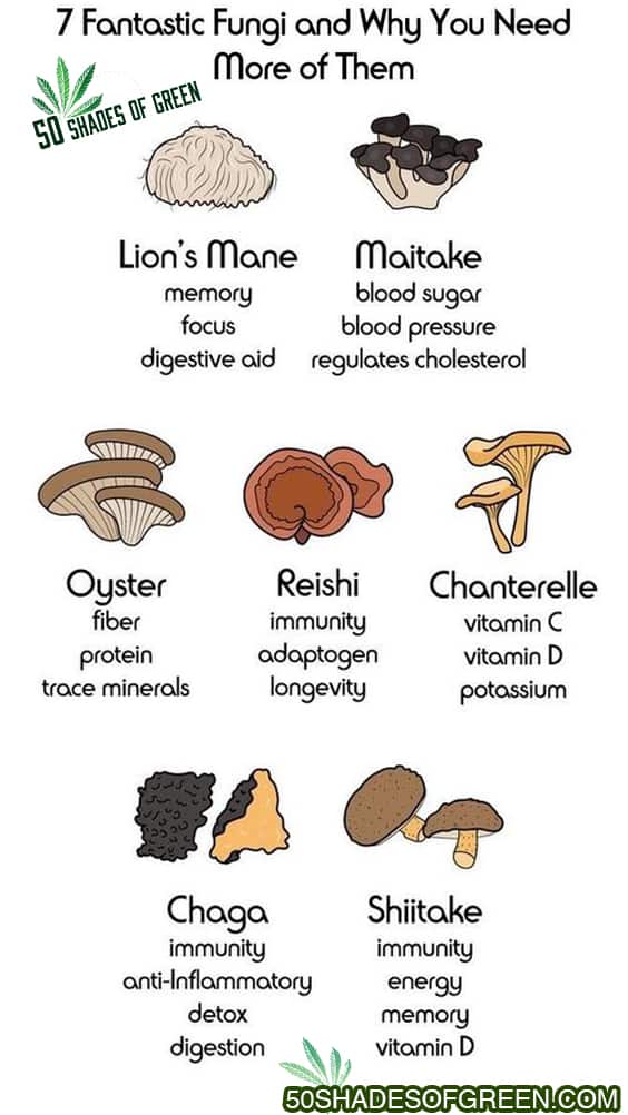 Benenfits of Medicinal Mushrooms Lions Mane