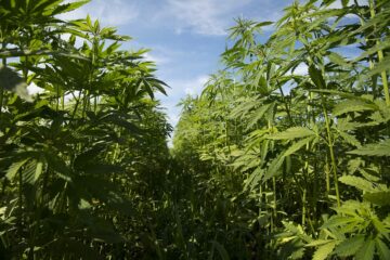 hemp faces congress fiscal year spending 2022