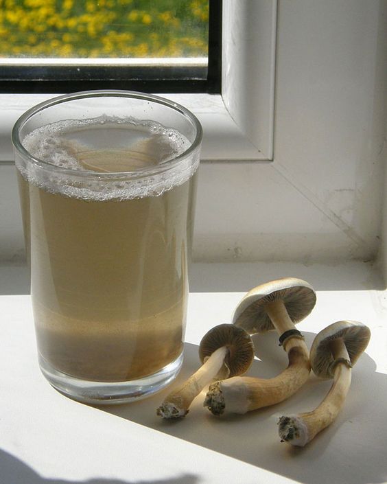 mushroom tea recipe