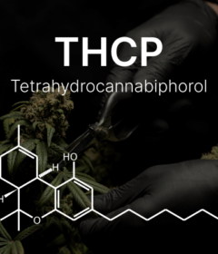 what is thcp and how potent is it compared to delta 8