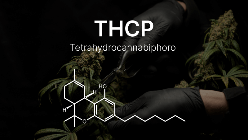 what is thcp and how potent is it compared to delta 8