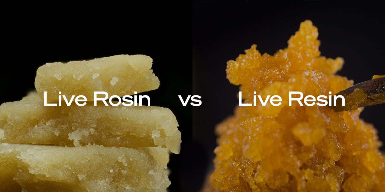 rosin-vs-live-resin 50 shades of green dispensary, delta 8, coupons, news