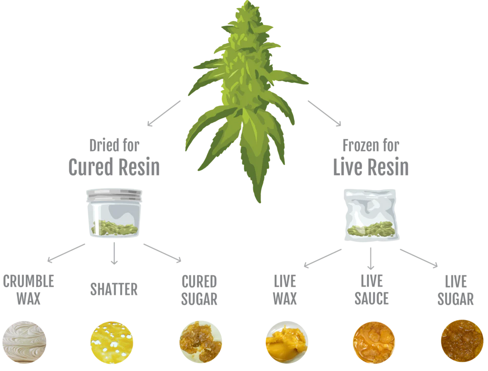 what are live resin gummies vs normal gummies